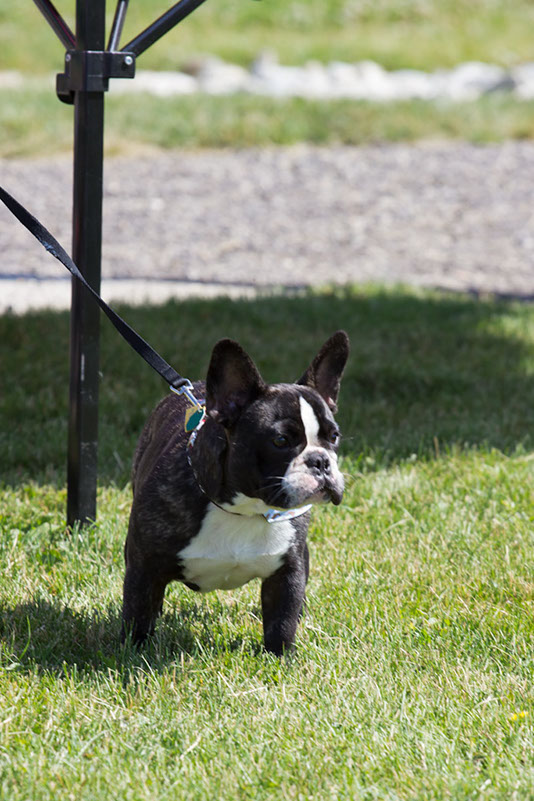 bark_park_060714_6525x