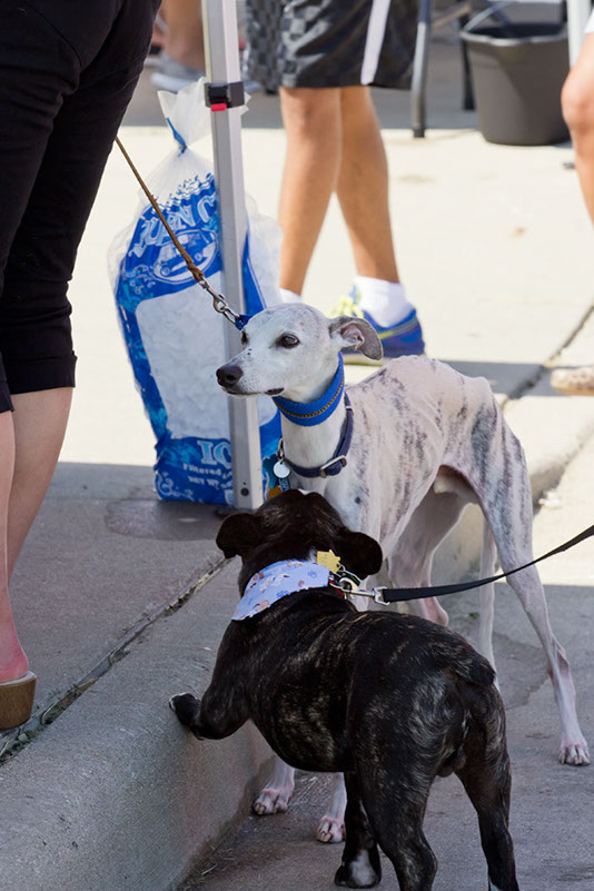 bark_park_060714_6632x