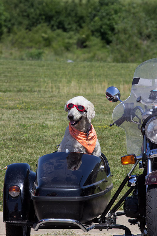 bark_park_060714_6644x