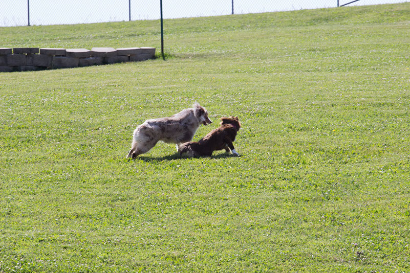 bark_park_060714_6554x