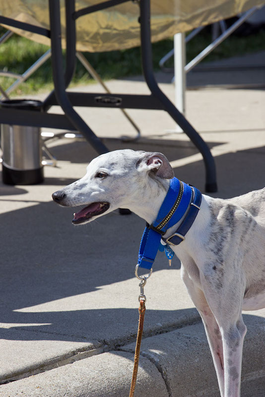 bark_park_060714_6612x