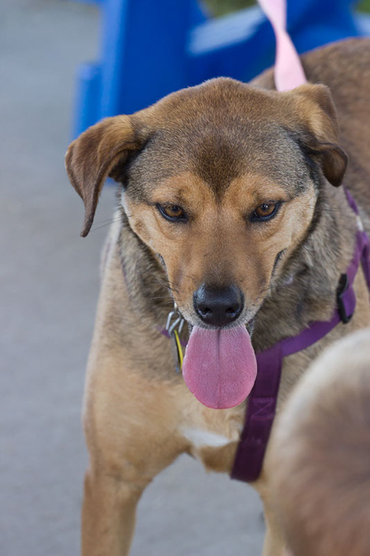 bark_park_060714_6531x