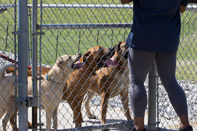 bark_park_060714_6593x