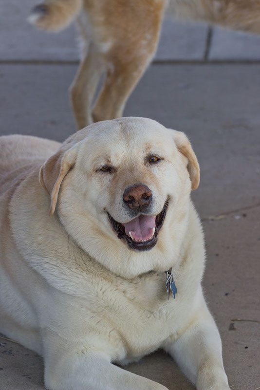 bark_park_060714_6524x