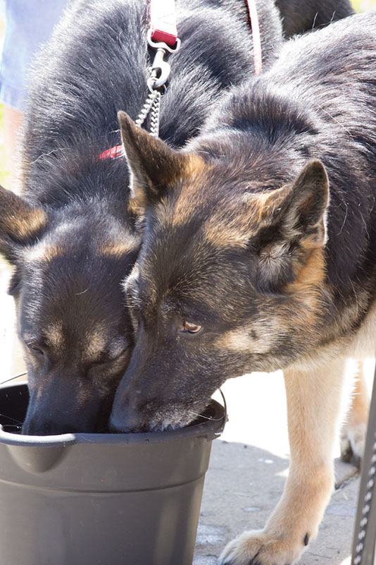 bark_park_060714_6627x