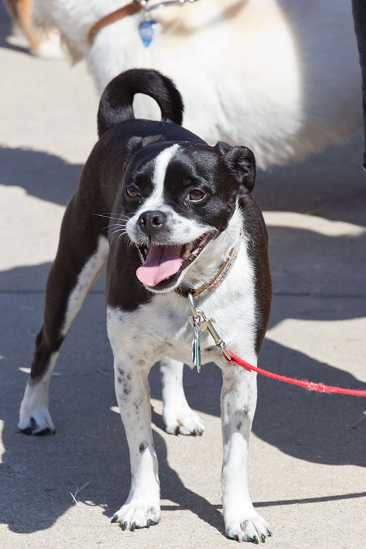 bark_park_060714_6504x