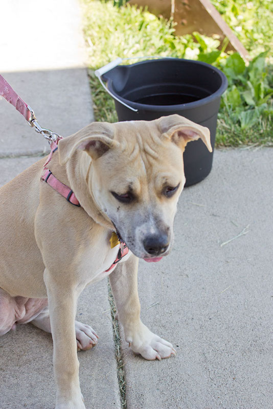 bark_park_060714_6494x