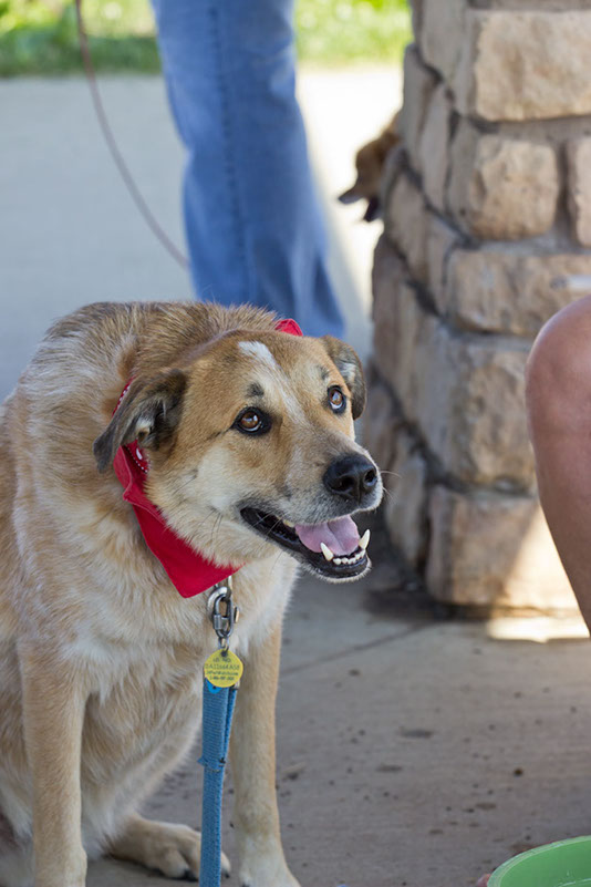 bark_park_060714_6522x