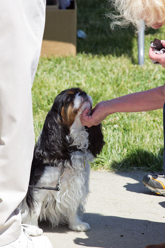 bark_park_060714_6604x